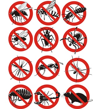 obtener un precio de una empresa de exterminio que puede fumigar los bichos de su hogar o negocio en Warner Springs California y ayudarle a prevenir futuras infestaciones